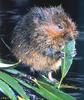 North American Water Vole (Microtus richardsoni)