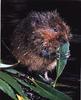 North American Water Vole (Microtus richardsoni)