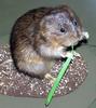 European Water Vole (Arvicola amphibius) - Wiki