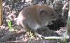 Bank Vole (Myodes glareolus) - Wiki