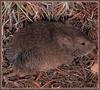 Mexican Vole (Microtus mexicanus)