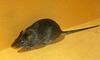 Cotton Rat (Sigmodon sp.)