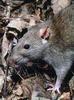 Brown Rat (Rattus norvegicus) - Wiki