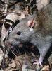 Brown Rat (Rattus norvegicus) - Wiki