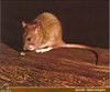 Brown Rat (Rattus norvegicus)