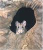 Pack Rat (Neotoma sp.)