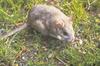 Bushy-tailed Woodrat (Neotoma cinerea) - Wiki