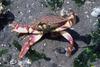 mad crab