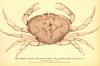 Dungeness Crab (Cancer magister) - Wiki