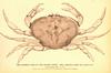 Dungeness Crab (Cancer magister) - Wiki