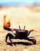 Fiddler Crab