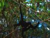 Red-faced Spider Monkey (Ateles paniscus)