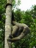 Brown Woolly Monkey (Lagothrix lagotricha) - Wiki