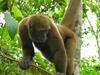 Woolly Monkey (Lagothrix sp.) - Wiki