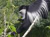 Black-and-white Colobus (Colobus sp.) - Wiki