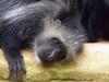 King Colobus (Colobus polykomos) - Wiki