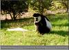 Black-and-white Colobus (Colobus sp.)