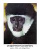 Black-and-white Colobus (Colobus sp.)