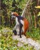 Zanzibar Red Colobus (Piliocolobus kirkii) - Wiki