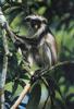 Zanzibar Red Colobus (Piliocolobus kirkii)