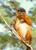 Western Red Colobus (Piliocolobus badius)