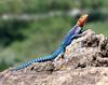 Agama Lizard (Family: Agamidae) - Wiki