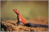 Agama Lizard (Family: Agamidae)