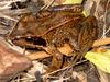 Common Frog (Rana temporaria) - Wiki