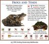 European Common Frog (Rana temporaria) metamorphosis 5 adult