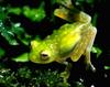 Fleischmann's Glass Frog (Hyalinobatrachium fleischmanni)