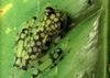 Glass Frog (Family: Centrolenidae)