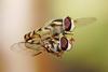 Common Hoverfly (Melangyna viridiceps) - Wiki