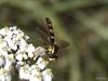 Hoverfly (Family: Syrphidae)