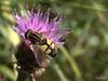 Hoverfly (Family: Syrphidae)