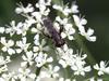 Hoverfly (Family: Syrphidae)