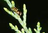 Hoverfly (Family: Syrphidae)