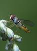 Hoverfly (Family: Syrphidae)