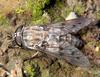 Horsefly (Family: Tabanidae) - Wiki