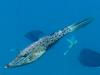 Scrawled Filefish (Aluterus scriptus) - Wiki