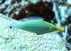 Orange Spotted Filefish (Oxymonacanthus longirostris) - Wiki