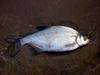 Carp Bream (Abramis brama) - Wiki