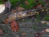 Sea Lamprey (Petromyzon marinus) - Wiki