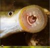 Lamprey (Family: Petromyzontidae)