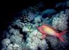 Red Tropical Fish