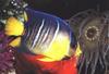 Butterflyfish