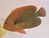 Tropical fish