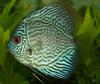 Discus (Symphysodon sp.) - Wiki