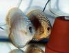 Common Discus, Symphysodon aequifasciatus