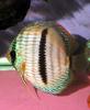 Heckel discus (Symphysodon discus) - Wiki