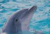 Porpoise